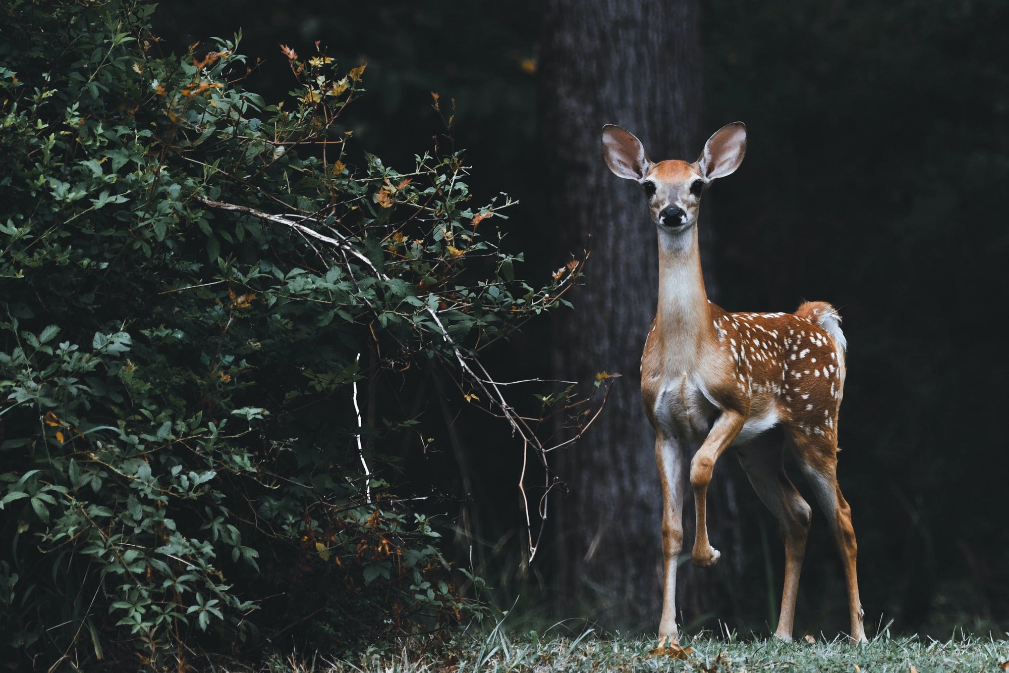 Animalische Noten